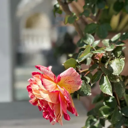 Phoenix Lägenhetshotell Fira (Santorini)