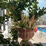 Phoenix Aparthotel 4*